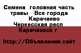 Семена (головная часть))) травы - Все города  »    . Карачаево-Черкесская респ.,Карачаевск г.